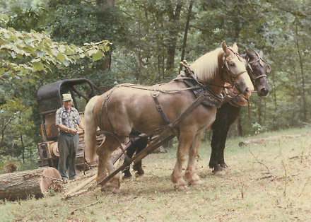 Draft_horses-georges_up_standard