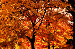 Fall_trees_def_up_medium