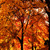 Fall_trees_def_up_sq