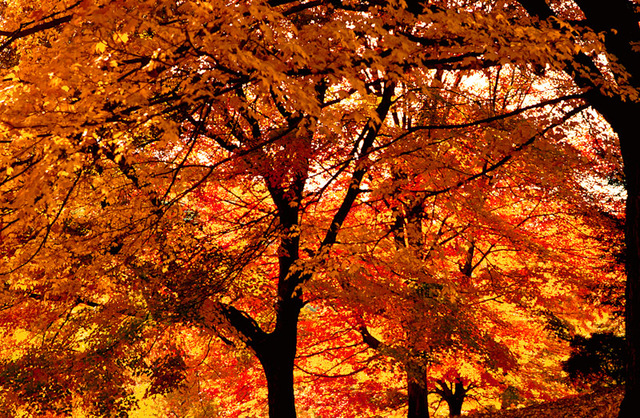 Fall_trees_def_up_standard
