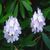 Rhododendron_def_up_sq