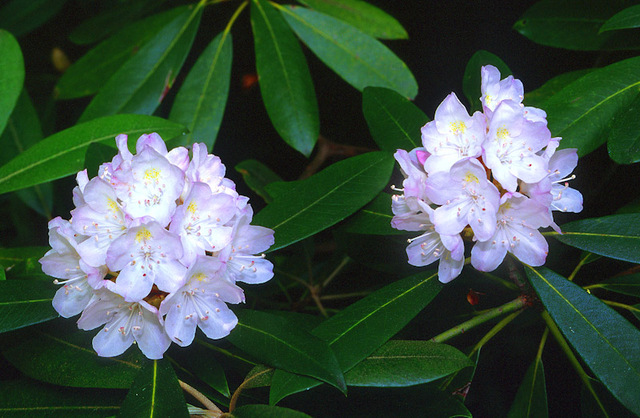 Rhododendron_def_up_standard