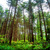 Treesmonongahelanationalforest-def-001_up_sq