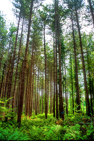 Treesmonongahelanationalforest-def-001_up_standard