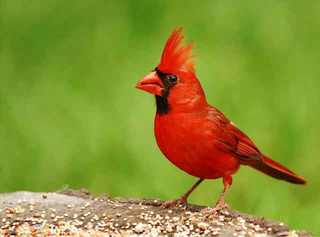 Cardinal_standard