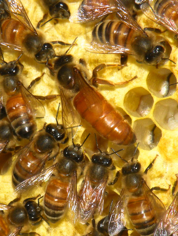 Apis_mellifera__queen_and_workers_p_standard