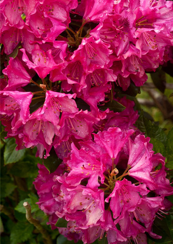 Rhododendron_standard