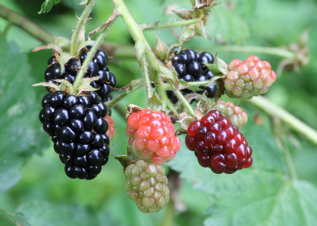 Ripe__ripening__and_green_blackberries_standard