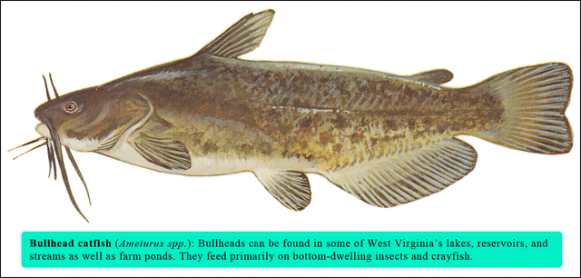 e-WV  Media File: Bullhead catfish