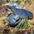 Cambarus_monongalensis_-_blue_crayfish_sq