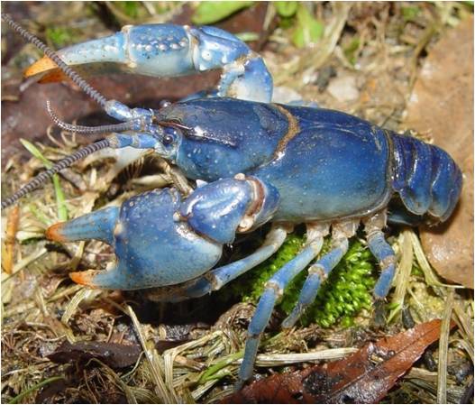 Cambarus_monongalensis_-_blue_crayfish_standard