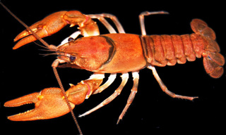 Cambarus_smilax_-_greenbrier_crayfish_medium