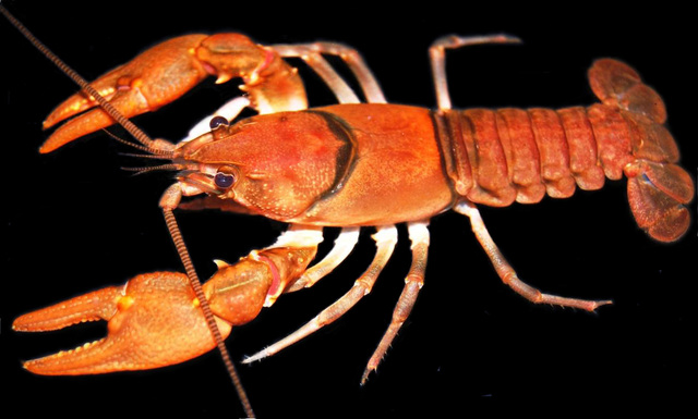 Cambarus_smilax_-_greenbrier_crayfish_standard