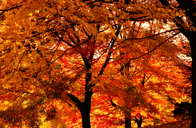 Fall_trees_def_standard