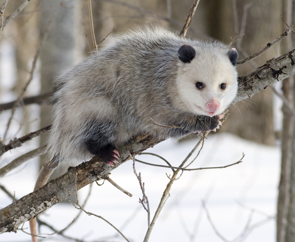 Opossum_2_standard