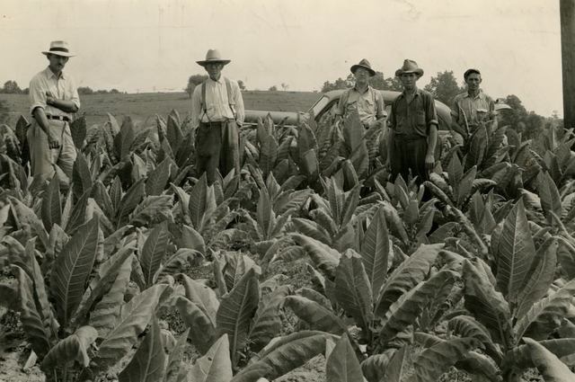 Tobacco_farming_masoncounty_standard